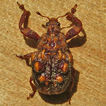 Phymatopsinus pustula